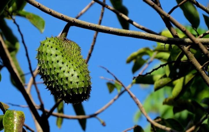 La Fortuna Befox Adventure酒店 外观 照片
