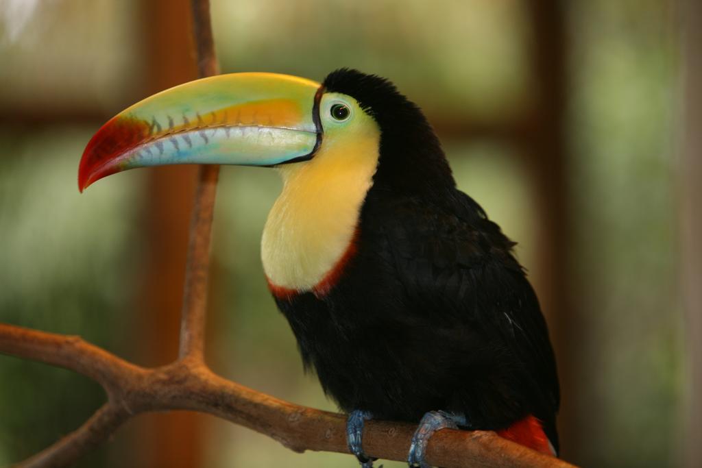 La Fortuna Befox Adventure酒店 外观 照片